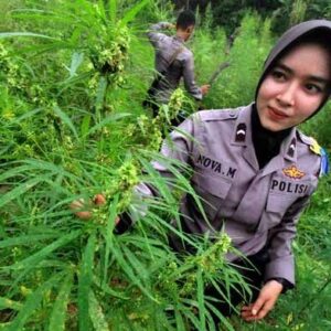 Legalisasi Ganja di Aceh