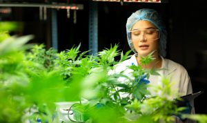 Studi Terbaru Ungkap Potensi Ganja sebagai Antijamur yang Efektif, Bisa Atasi Infeksi Mematikan