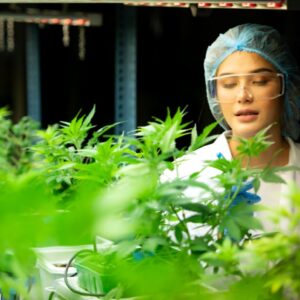 Studi Terbaru Ungkap Potensi Ganja sebagai Antijamur yang Efektif, Bisa Atasi Infeksi Mematikan